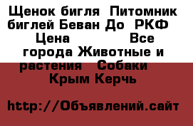 Щенок бигля. Питомник биглей Беван-До (РКФ) › Цена ­ 20 000 - Все города Животные и растения » Собаки   . Крым,Керчь